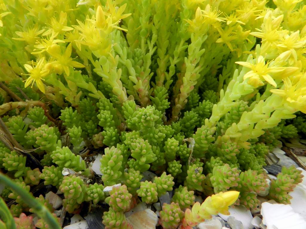 Sedum acre